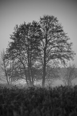 Tree in the fog.