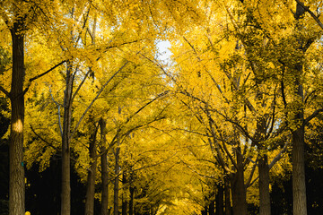 Beijing Ditan Park color autumn landscapes