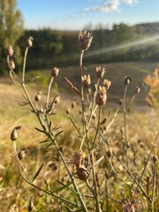 grass in the wind