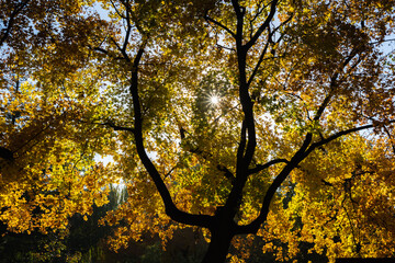 Beijing Ditan Park color autumn landscapes