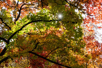 Beijing Ditan Park color autumn landscapes