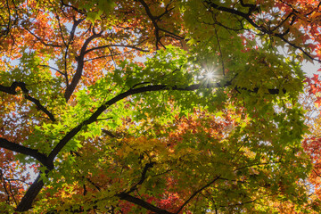 Beijing Ditan Park color autumn landscapes