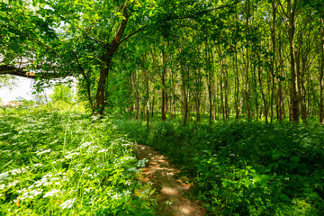 Vivid green scenery in the forest in May, with white spring flowers and trail