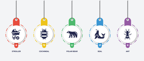 infographic element template with insects filled icons such as stroller, cochineal, polar bear, seal, ant vector.