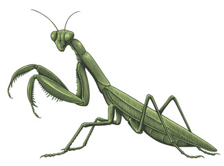 Mantis. Editable hand drawn illustration. Vector vintage engraving. Isolated on white background. 8 eps - 544285416