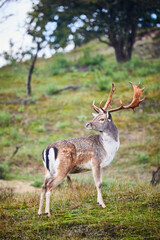 Naklejka na ściany i meble Fallow deer with large antlers 