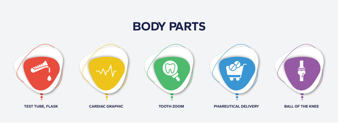 infographic element template with body parts filled icons such as test tube, flask and drop of blood, cardiac graphic, tooth zoom, phareutical delivery, ball of the knee vector.