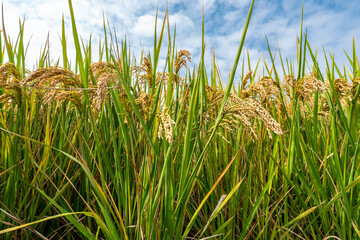 Close -up of rice seeds in rice fields. Beautiful golden rice fields.