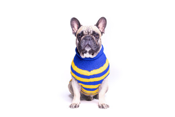 French Bulldog in studio with white background. Cute dog with sweater, t-shirt or hoodie from RoyalPets. Amazing picture of the pet love. Pets love. Royalpets Czech Republic.