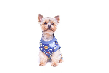 Yorkshire Terrier in studio with white background. Cute dog with sweater, t-shirt or hoodie from RoyalPets. Amazing picture of the pet love. Pets love. Royalpets Czech Republic.