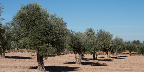 Olivar madrileño fuente de aceite de oliva virgen extra