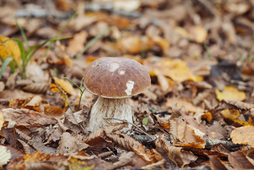Close up of mushroom growing in forest. Porcini cep mushroom in foliage of birch trees