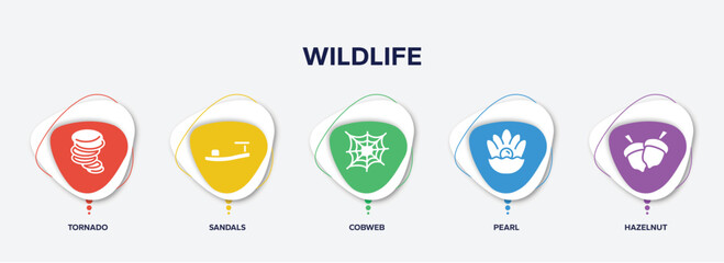 infographic element template with wildlife filled icons such as tornado, sandals, cobweb, pearl, hazelnut vector.