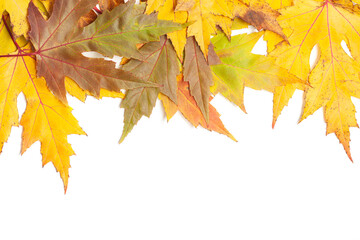 Colorful autumn maple leaves. Copy space.