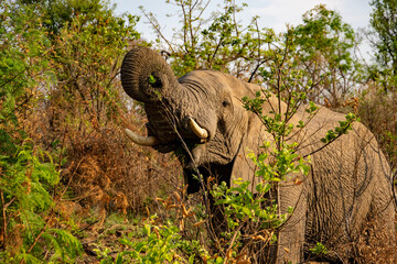 African elephant