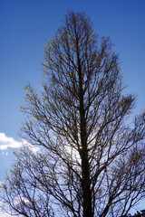 落葉後の木と空