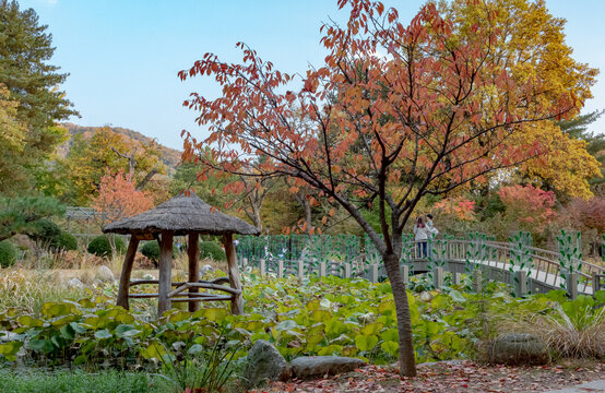 Wood pagoda and orange fall autumn trees in a lotus field with a green bridge at Nami Island in South Korea
