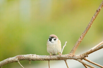 柿の木で辺りの様子を伺うスズメ