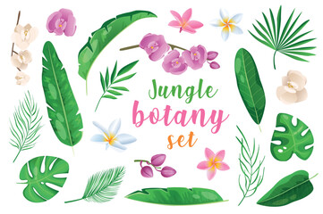 Jungle botany in cartoon style set isolated elements. Vector illustration