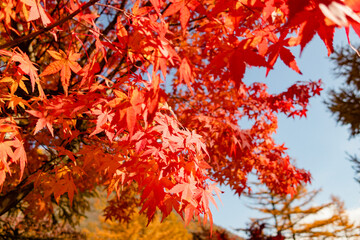 秋の青空と真っ赤なもみじの風景