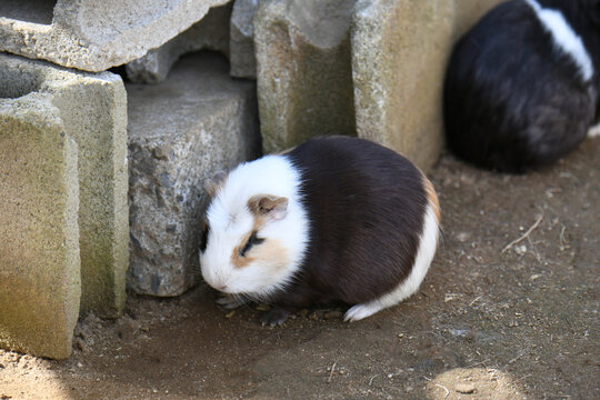 モルモット Images Browse 868 Stock Photos Vectors And Video Adobe Stock