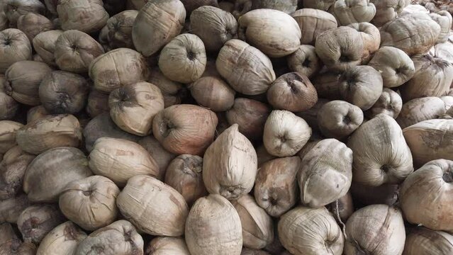 multitude of coconuts fallen from trees in the forest jungle and piled up in large piles with green palm trees behind in Tayrona national park Santa Marta Colombia 