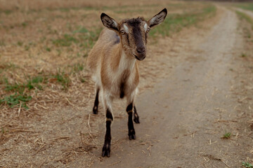 Funny goat smiles and looks at the camera on the field. Place for text, calendar, poster.