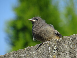 blackbird on a branch