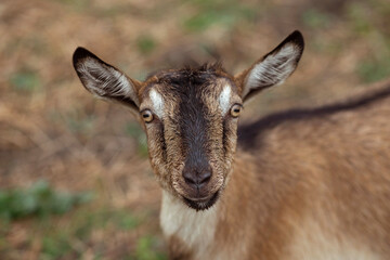 Funny goat smiles and looks at the camera on the field. Place for text, calendar, poster.