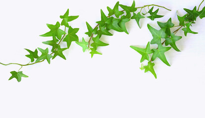 白バックにアイビーの葉の背景素材、緑の蔦の背景