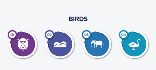 infographic element template with birds filled icons such as baboon, dunes, elephants, swan vector.