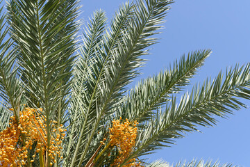 Date palm tree with branches and fresh growing dates against a sunny sky. Tropical fruits and palm agriculture concept.