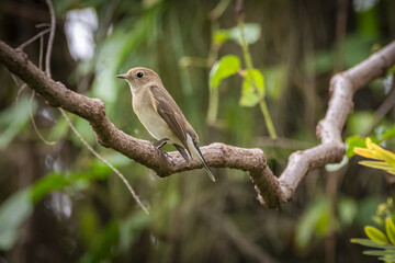 Taiga Flycatcher is perching on tree branch in the park. Nature and wildlife concept.