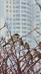 The sparrows are sitting on the bush