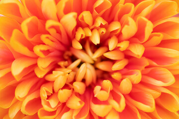 orange Astra flower close up