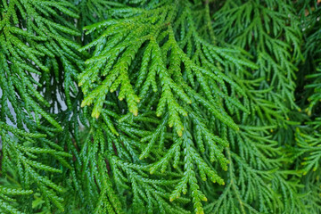 Close-up on a green thuja branch. Background. Fir branch.