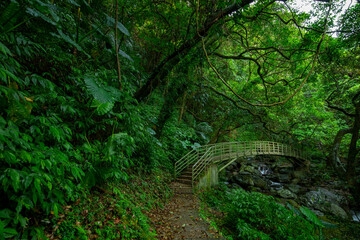 verdant, forest trail, forest, trail, valley, arch, bridge