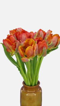 Time lapse of growing, opening and dying Red Parrot tulip bouquet in a vase isolated on white background, vertical orientation