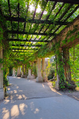 Concrete structures in the park, along which young green grapes are woven.