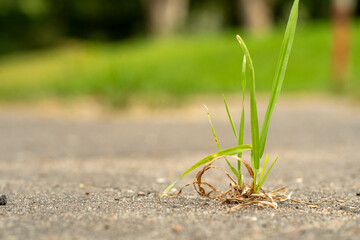 Grass grows from a crack in the asphalt.