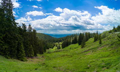 Forest with firs on slope of hill in valley of Rhodope Mountains under clouds. Panorama, top view