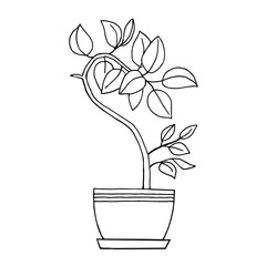 Hand drawn home plant in a pot with striped border black and white contour drawing on white background. Vector element for the design of wallpaper, fabric, cards
