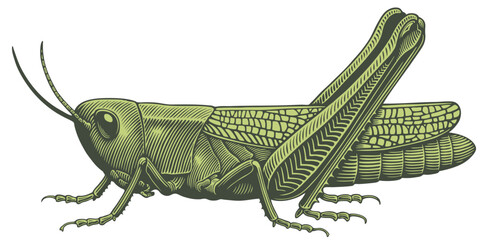 Grasshopper. Editable hand drawn illustration. Vector vintage engraving. Isolated on white background. 8 eps