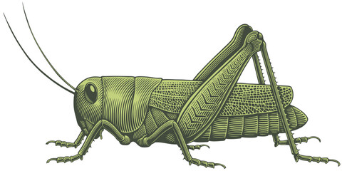Grasshopper. Editable hand drawn illustration. Vector vintage engraving. Isolated on white background. 8 eps - 544296608