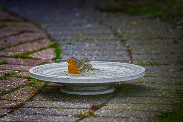 robin splashing in bird bath