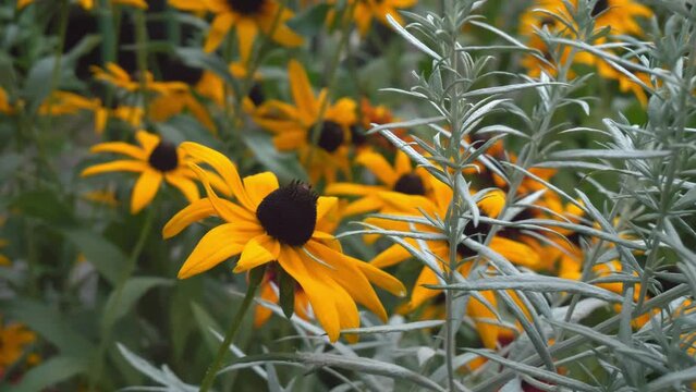 Echinacea Flowers, White Swan Coneflower