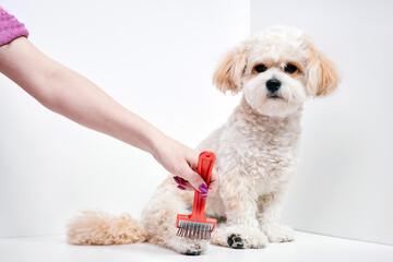 The girl combs the hair of a domestic pet puppy breed Maltipoo