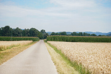 Grains in the field before harvest