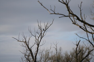 swan, duck or cormorant at danube river