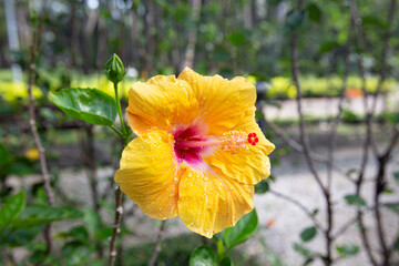Closeup Beautiful Yellow Hibiscus flower in park
